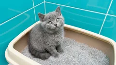 Avfallshantering av kattströ: Gör du det på rätt sätt